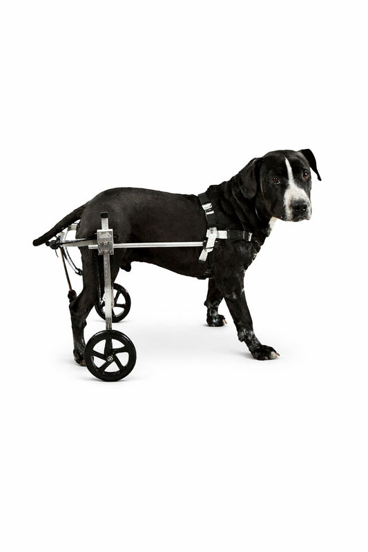 Pet Wheelchair