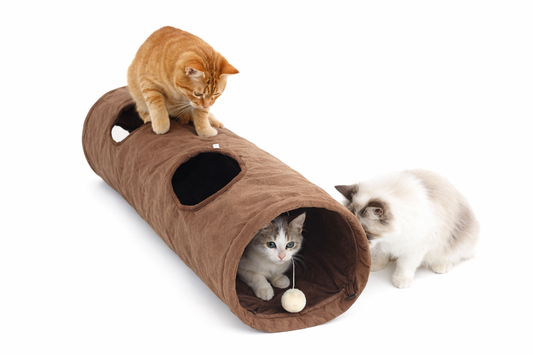 نفق لعب القطط