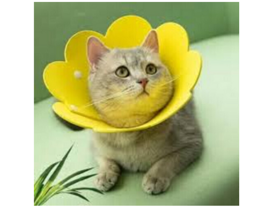 Sunflower -pet-collar -cat -elizabethan-recovery collar -pet anti Xs SIZE 1KD