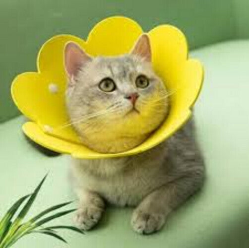 sunflower-pet-collar-cat-elizabethan-recovery-collar-pet-anti  LARGE SIZE