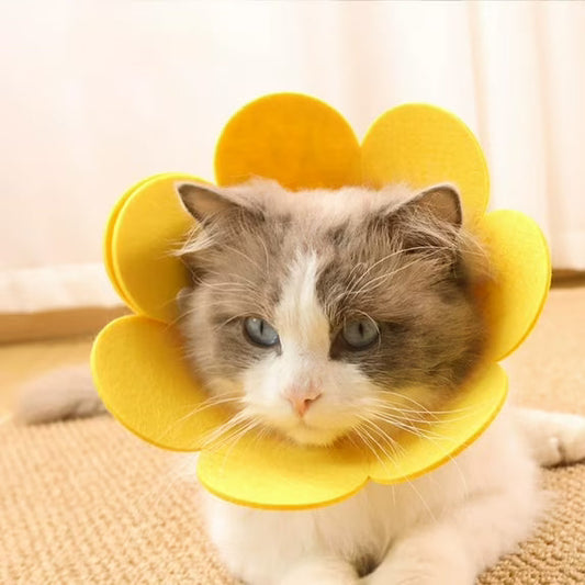 sunflower pet recovery collar